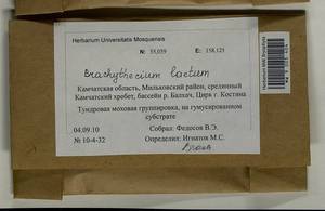 Brachythecium laetum (Brid.) Schimp., Гербарий мохообразных, Мхи - Чукотка и Камчатка (B21) (Россия)