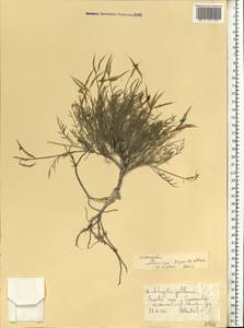 Астрагал украинский Popov & Klokov, Восточная Европа, Северо-Украинский район (E11) (Украина)