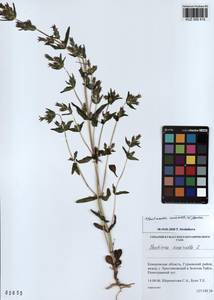 KUZ 000 415, Горечавочка горьковатая (L.) Börner, Сибирь, Алтай и Саяны (S2) (Россия)