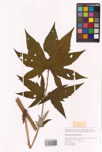 Filipendula digitata (Willd.) Bergmans, Сибирь, Дальний Восток (S6) (Россия)