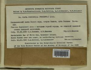 Ulota curvifolia (Wahlenb.) Sw., Гербарий мохообразных, Мхи - Карелия, Ленинградская и Мурманская области (B4) (Россия)