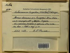 Aulacomnium turgidum (Wahlenb.) Schwägr., Гербарий мохообразных, Мхи - Западная Сибирь (включая Алтай) (B15) (Россия)