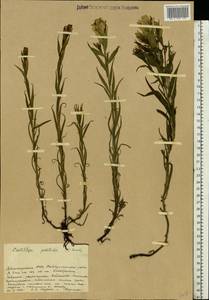 Кастиллея бледная (L.) Kunth, Восточная Европа, Восточный район (E10) (Россия)