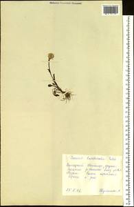 Пепельник тундровый (Tolm.) B. Nord., Сибирь, Центральная Сибирь (S3) (Россия)