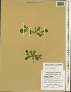 Anthyllis circinnata (L.) D.D.Sokoloff, Зарубежная Азия (ASIA) (Кипр)