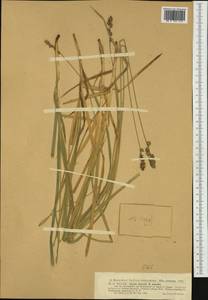Carex leersii F.W.Schultz, nom. cons., Западная Европа (EUR) (Венгрия)