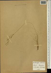 Bulbostylis abortiva (Steud.) C.B.Clarke, Африка (AFR) (Мали)