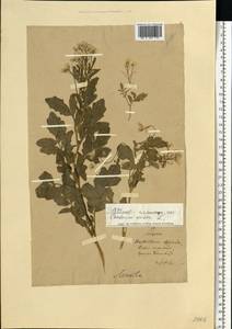 Сердечник горький L., Восточная Европа, Литва (E2a) (Литва)