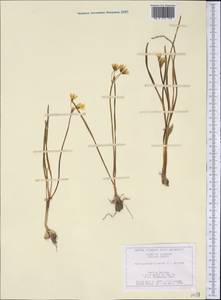 Nothoscordum bivalve (L.) Britton, Америка (AMER) (США)
