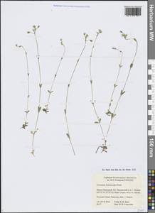 Ясколка костенецевидная, Ясколка дернистая Fr., Сибирь, Западная Сибирь (S1) (Россия)