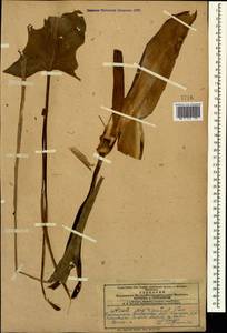 Arum orientale subsp. orientale, Кавказ, Азербайджан (K6) (Азербайджан)