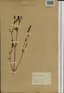 Silene dioica subsp. dioica, Сибирь, Прибайкалье и Забайкалье (S4) (Россия)