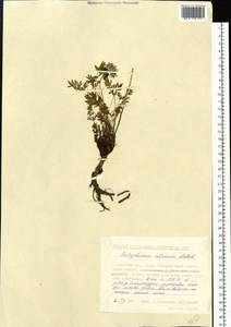 Толстореберник мутеллиновидный (Crantz) Holub, Сибирь, Чукотка и Камчатка (S7) (Россия)