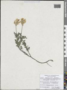 Астрагал белостебельный DC., Восточная Европа, Центральный лесостепной район (E6) (Россия)