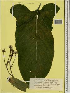 Lactuca macrophylla subsp. macrophylla, Восточная Европа, Московская область и Москва (E4a) (Россия)