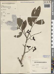 Arytera litoralis Blume, Зарубежная Азия (ASIA) (КНР)