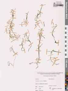 Рдест сибирский A.Benn., Сибирь, Чукотка и Камчатка (S7) (Россия)