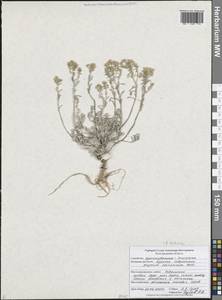 Odontarrhena tortuosa subsp. tortuosa, Восточная Европа, Центральный лесостепной район (E6) (Россия)