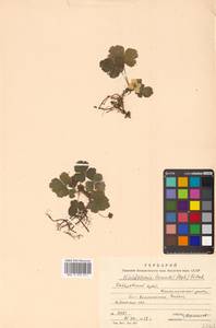 Geum ternatum subsp. ternatum, Сибирь, Дальний Восток (S6) (Россия)