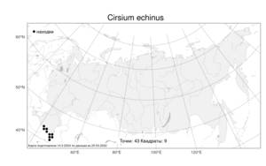 Cirsium echinus, Бодяк ежовый (M. Bieb.) Sch. Bip., Атлас флоры России (FLORUS) (Россия)