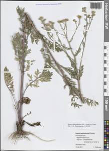 Якобея днепровская (DC.) B.Nord., Восточная Европа, Ростовская область (E12a) (Россия)