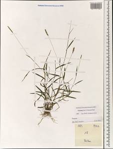 Poaceae, Зарубежная Азия (ASIA) (Вьетнам)