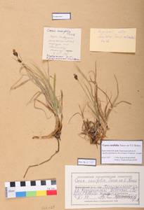 Carex bigelowii subsp. ensifolia (Turcz. ex Gorodkov) Holub, Сибирь, Центральная Сибирь (S3) (Россия)