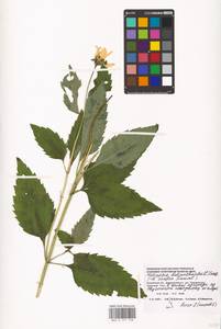 Heliopsis helianthoides var. scabra (Dunal) Fernald, Восточная Европа, Западный район (E3) (Россия)