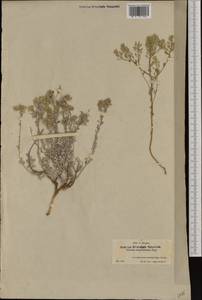 Odontarrhena serpyllifolia (Desf.) Jord. & Fourr., Западная Европа (EUR) (Испания)