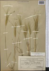 Лентоостник голова Медузы (L.) Nevski, Средняя Азия и Казахстан, Муюнкумы, Прибалхашье и Бетпак-Дала (M9) (Казахстан)