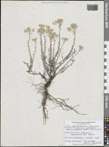 Odontarrhena tortuosa subsp. tortuosa, Восточная Европа, Центральный лесостепной район (E6) (Россия)