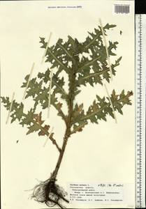 Чертополох поникший L., Восточная Европа, Центральный лесостепной район (E6) (Россия)