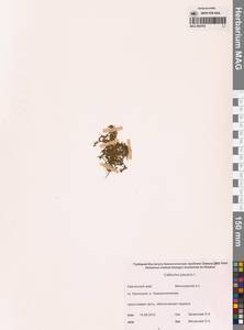 Болотник обыкновенный L., Сибирь, Чукотка и Камчатка (S7) (Россия)