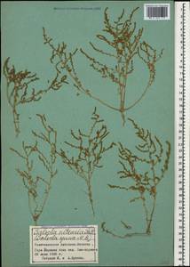Nitrosalsola nitraria (Pall.) Tzvelev, Кавказ, Азербайджан (K6) (Азербайджан)
