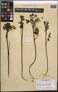 Hymenidium virgatum Pimenov & Kljuykov, Зарубежная Азия (ASIA) (КНР)