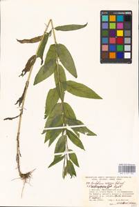 Epilobium roseum × rubescens, Восточная Европа, Московская область и Москва (E4a) (Россия)