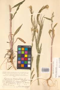 Желтушник душистый Ehrh., Восточная Европа, Северный район (E1) (Россия)