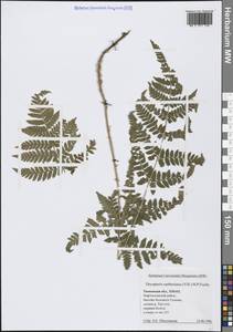 Щитовник картузианский, Щитовник шартрский (Vill.) H.P.Fuchs, Сибирь, Западная Сибирь (S1) (Россия)