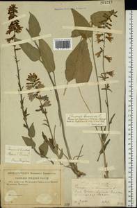 Колокольчик болонский L., Восточная Европа, Московская область и Москва (E4a) (Россия)