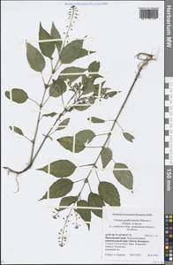 Circaea canadensis subsp. quadrisulcata (Maxim.) Boufford, Сибирь, Дальний Восток (S6) (Россия)