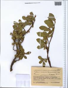 Ива прямосережчатая Ledeb. ex Trautv., Сибирь, Западный (Казахстанский) Алтай (S2a) (Казахстан)