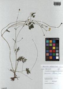 Ranunculus pohleanus Tzvelev, Сибирь, Алтай и Саяны (S2) (Россия)