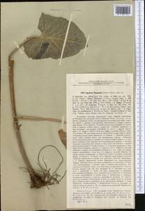 Vickifunkia thomsonii (C. B. Clarke) C. Ren, L. Wang, I. D. Illar. & Q. E. Yang, Средняя Азия и Казахстан, Северный и Центральный Тянь-Шань (M4) (Киргизия)