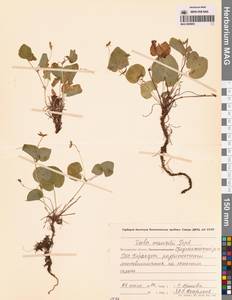 Фиалка Морица Tepl., Сибирь, Чукотка и Камчатка (S7) (Россия)