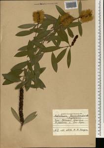 Melaleuca leucadendra (L.) L., Африка (AFR) (Сенегал)