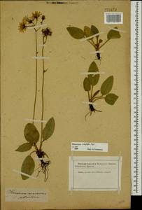 Hieracium fuscocinereum subsp. sagittatum (Lindeb.) S. Bräut., Восточная Европа, Латвия (E2b) (Латвия)