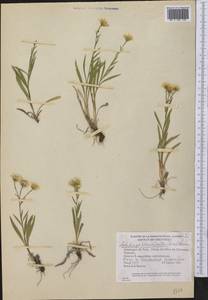 Solidago ptarmicoides (Torr. & A. Gray) B. Boivin, Америка (AMER) (Канада)