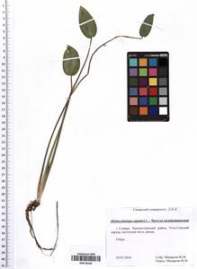 Частуха подорожниковая L., Восточная Европа, Средневолжский район (E8) (Россия)