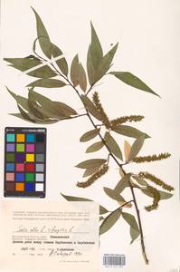 Salix alba × fragilis, Восточная Европа, Нижневолжский район (E9) (Россия)