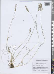 Koeleria spicata (L.) Barberá, Quintanar, Soreng & P.M.Peterson, Сибирь, Центральная Сибирь (S3) (Россия)